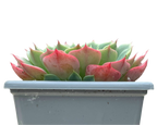 Echeveria glauca