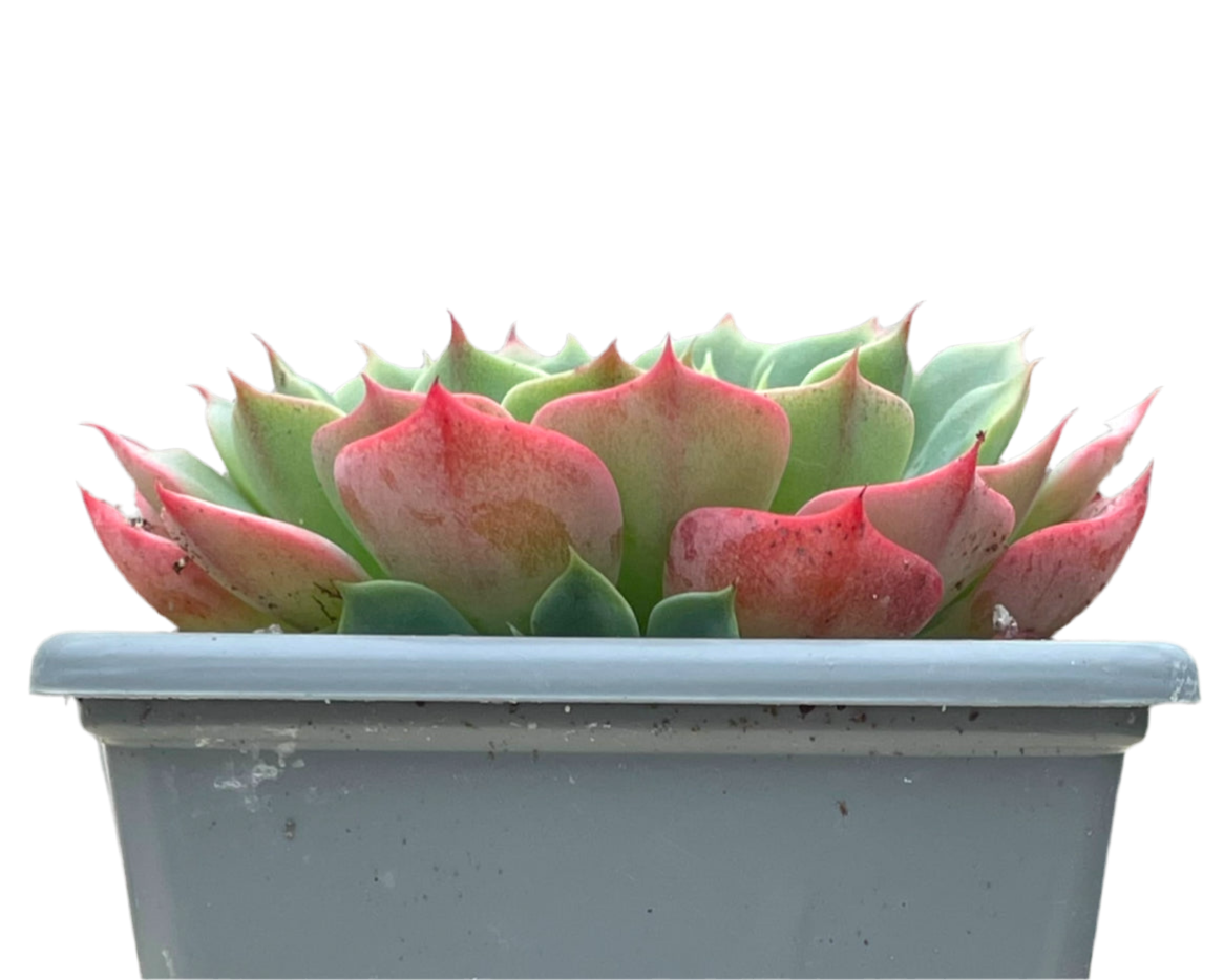 Echeveria glauca