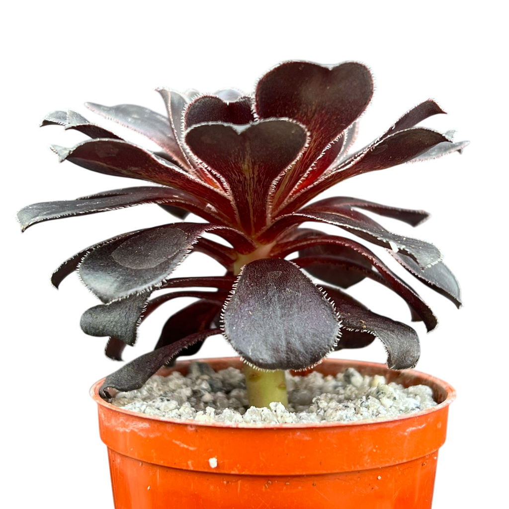 Aeonium 'Cashmere Black'