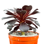Aeonium 'Cashmere Black'