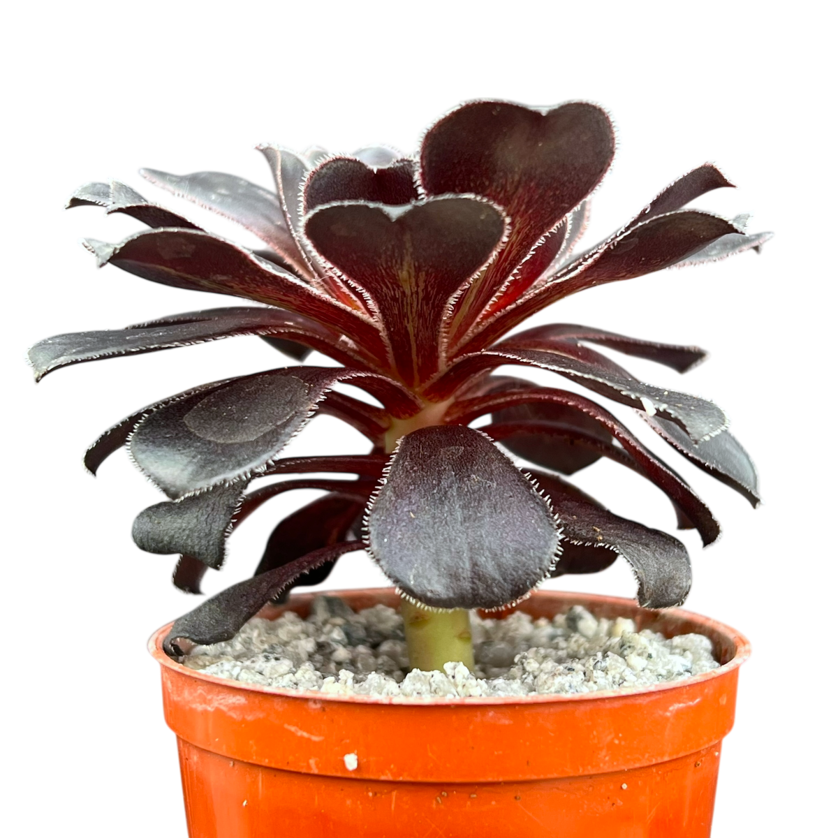 Aeonium 'Cashmere Black'