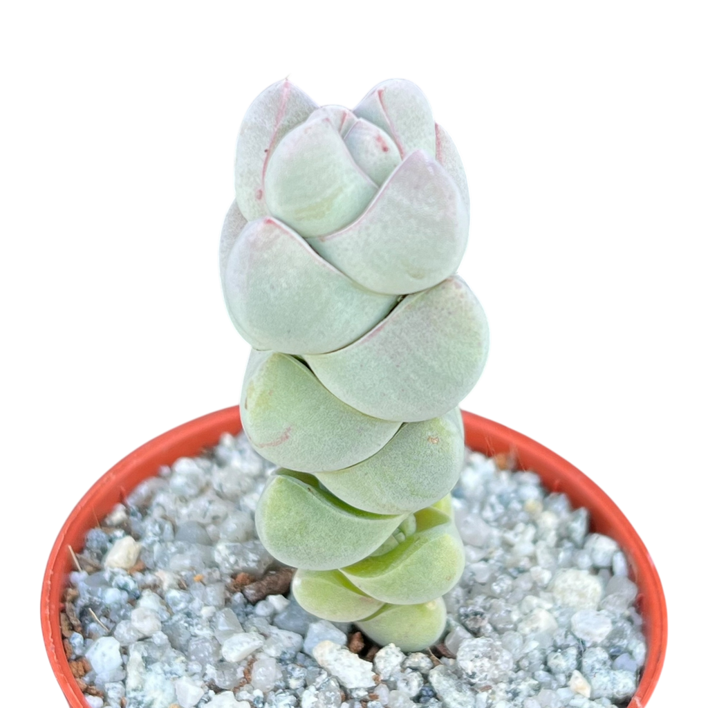 Crassula plegmatoides