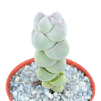 Crassula plegmatoides