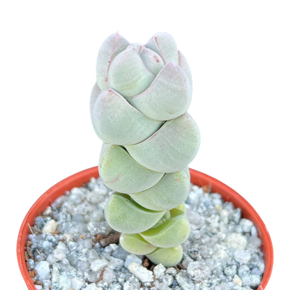 Crassula plegmatoides