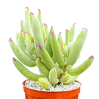 Cotyledon orbiculata var. flanaganii