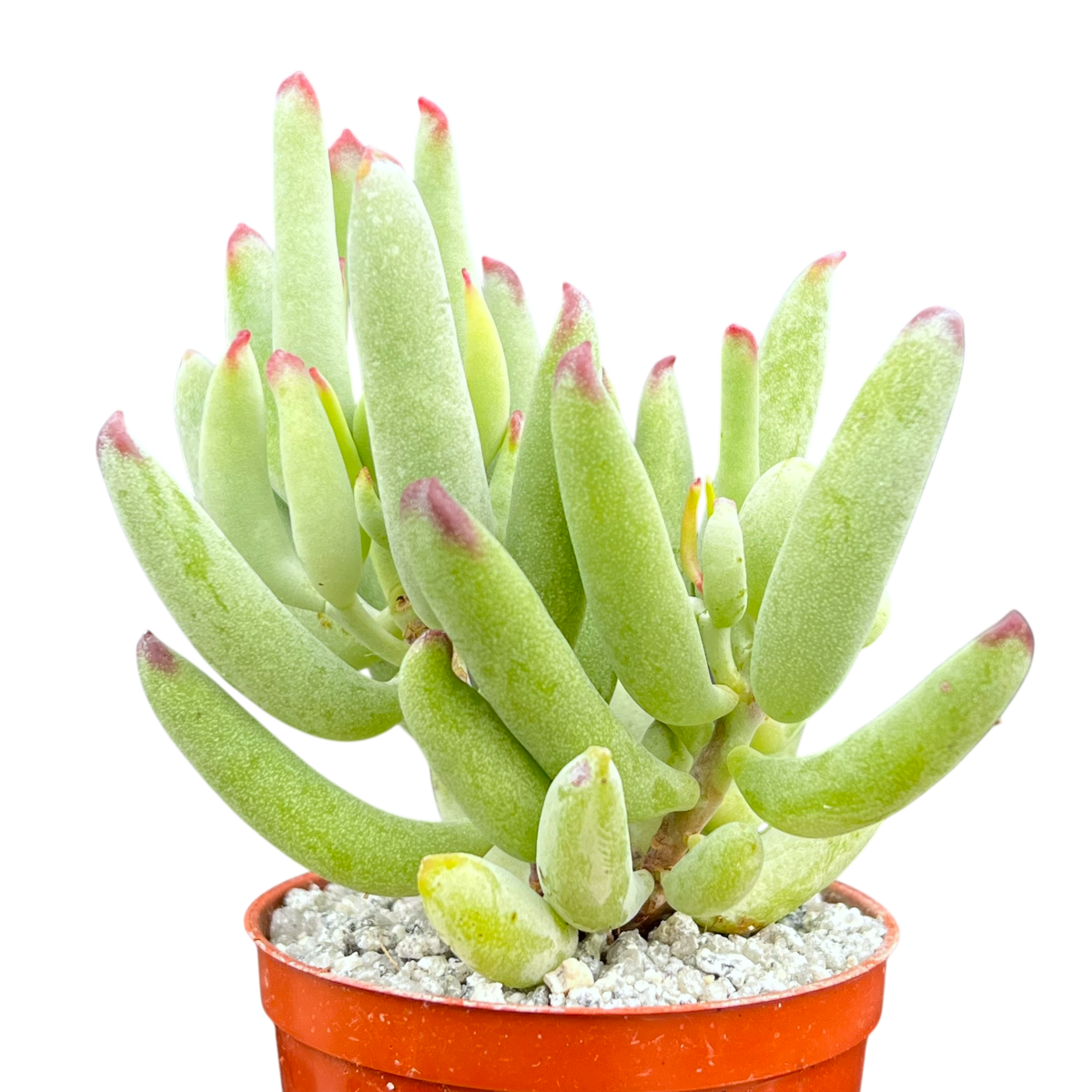 Cotyledon orbiculata var. flanaganii