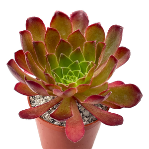 アエオニウム 'ハロウィン' 錦 (タイプ2) – Surreal Succulents アエオニウム 'ハロウィン' 錦 (タイプ2) – Surreal Succulents