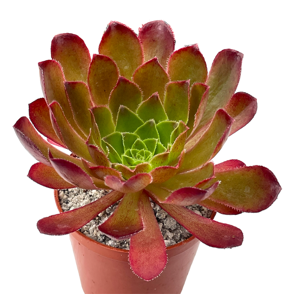 x Semponium 'Sienna'