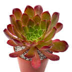 x Semponium 'Sienna'