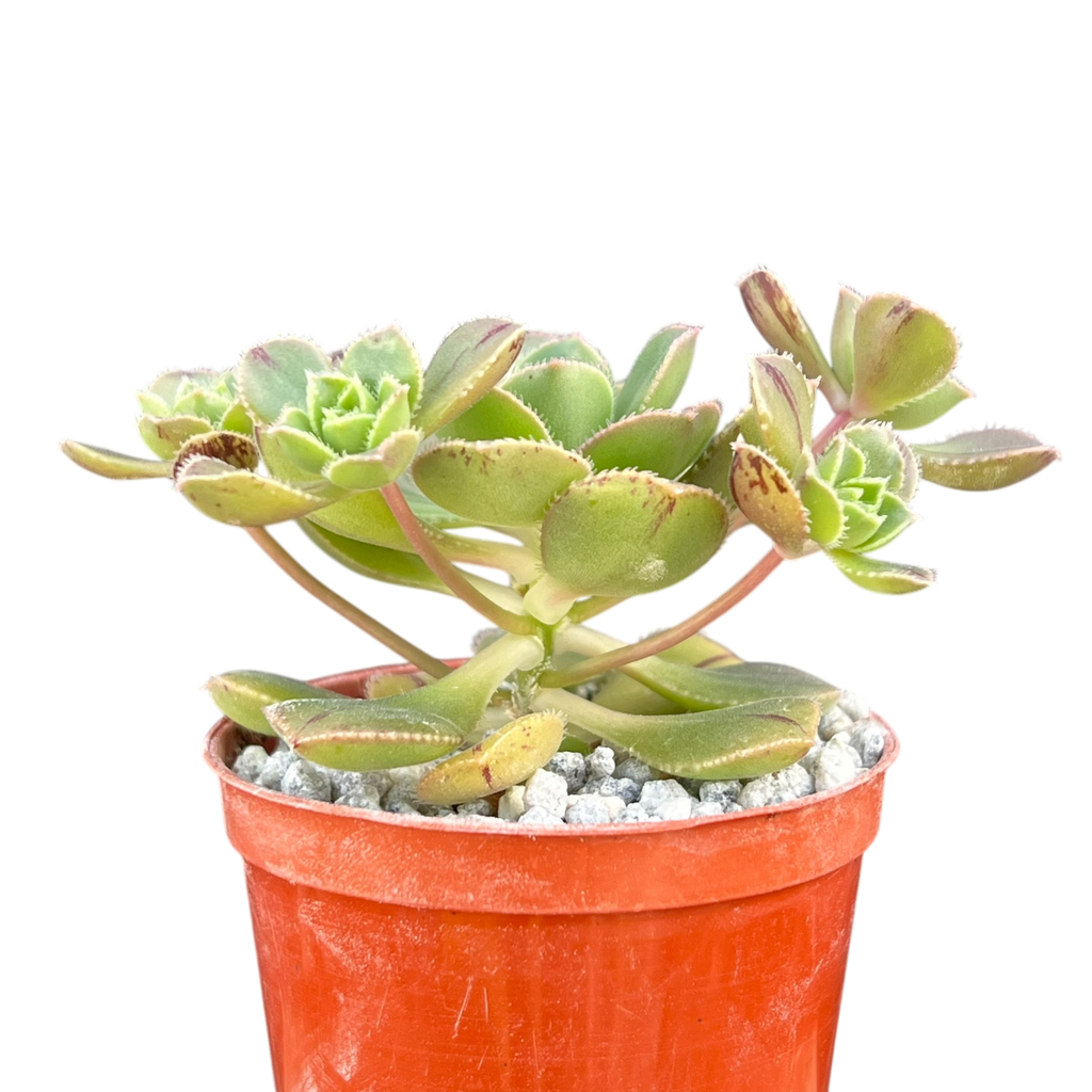 Aeonium haworthii