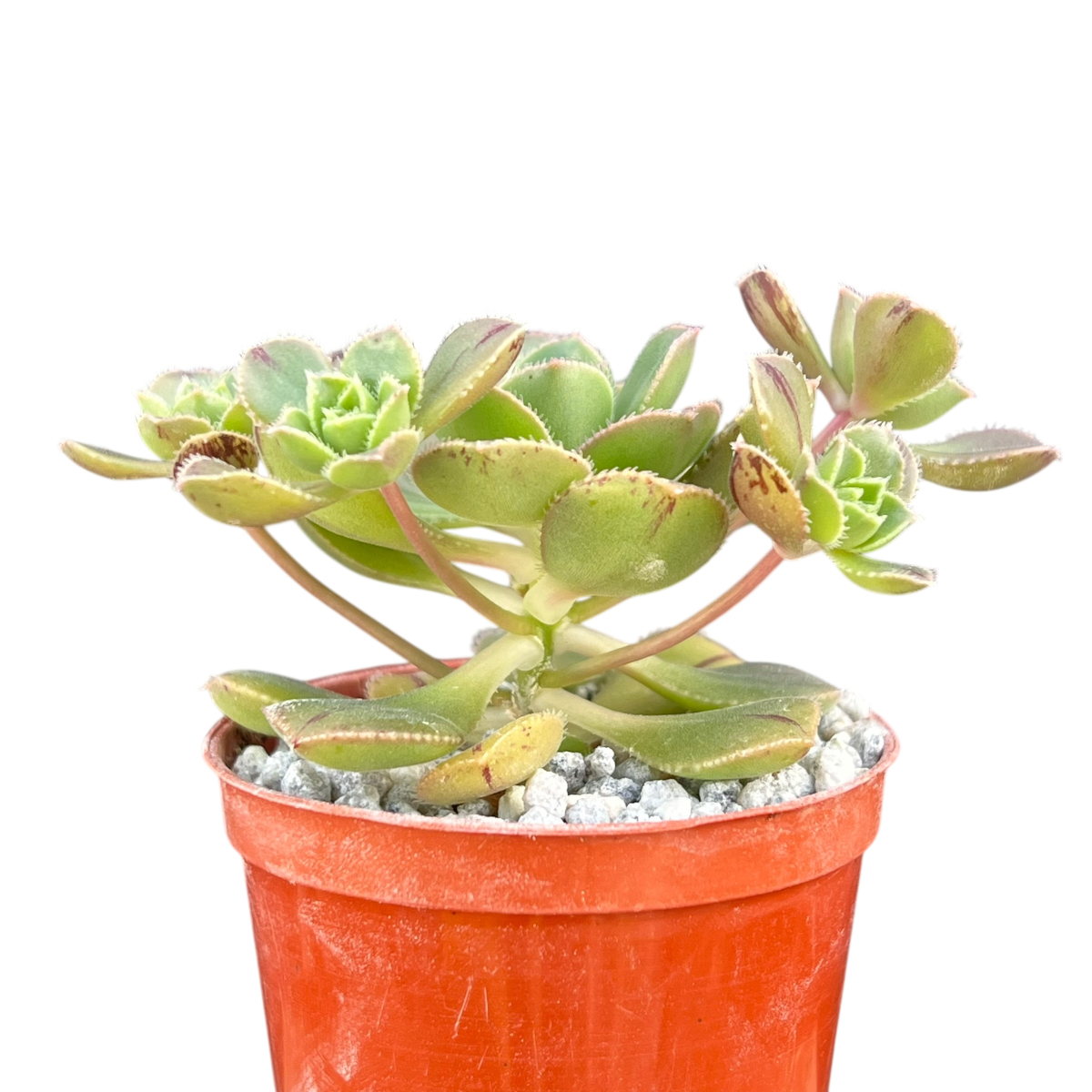 Aeonium haworthii