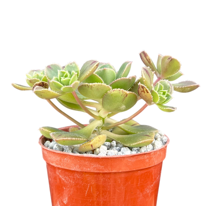 Aeonium haworthii