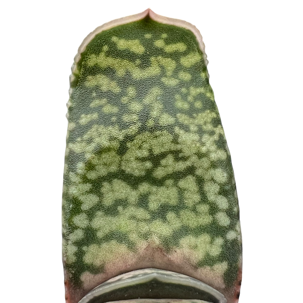 Gasteria vlokii