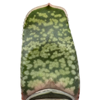 Gasteria vlokii