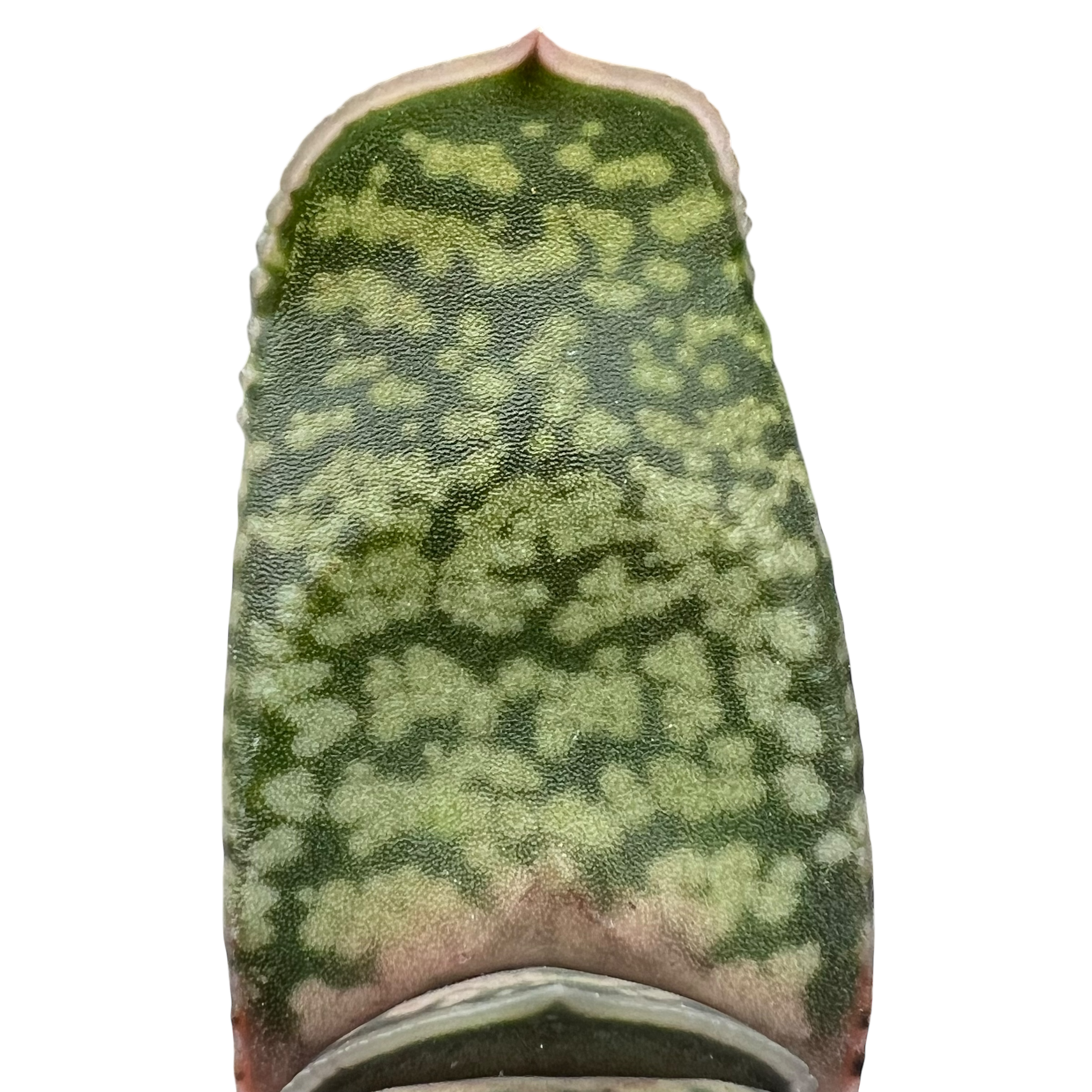 Gasteria vlokii