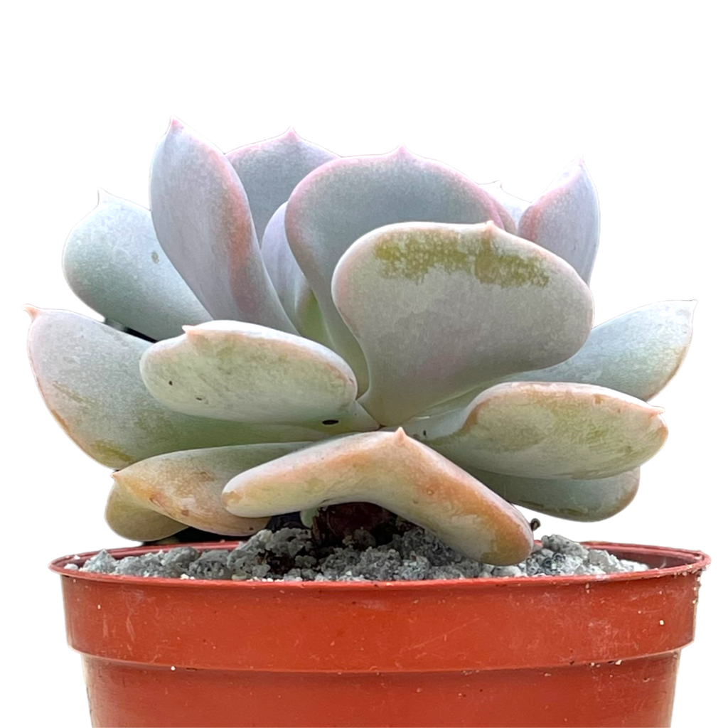Echeveria 'Cubic Frost'