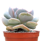 Echeveria 'Cubic Frost'