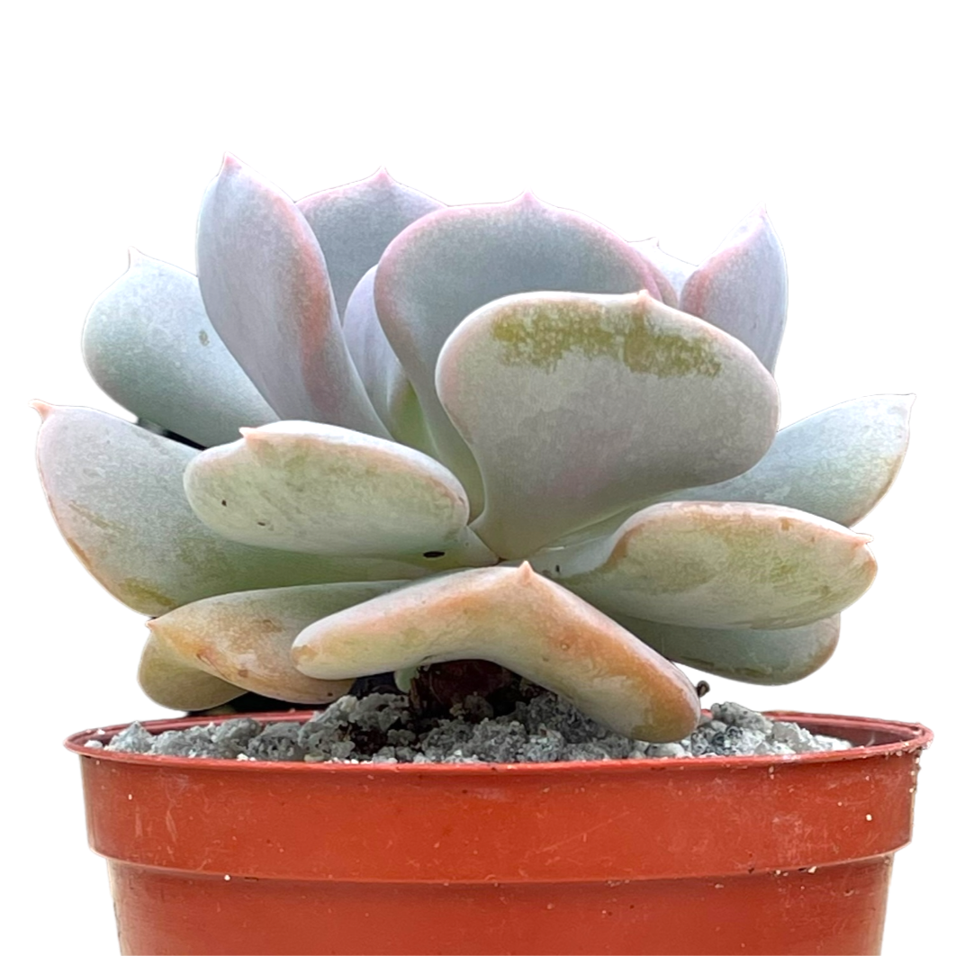 Echeveria 'Cubic Frost'