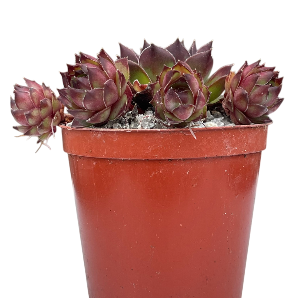 Sempervivum tectorum 'Triste'