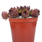 Sempervivum tectorum 'Triste'