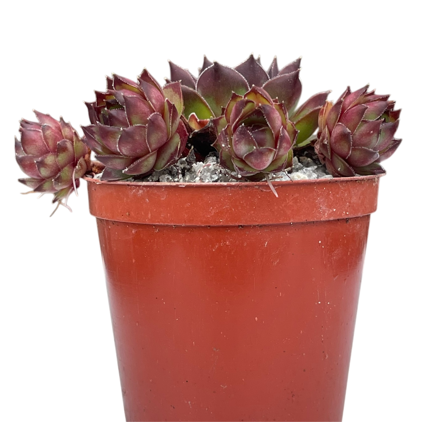 Sempervivum tectorum 'Triste'