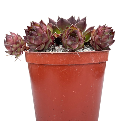 Sempervivum tectorum 'Triste'