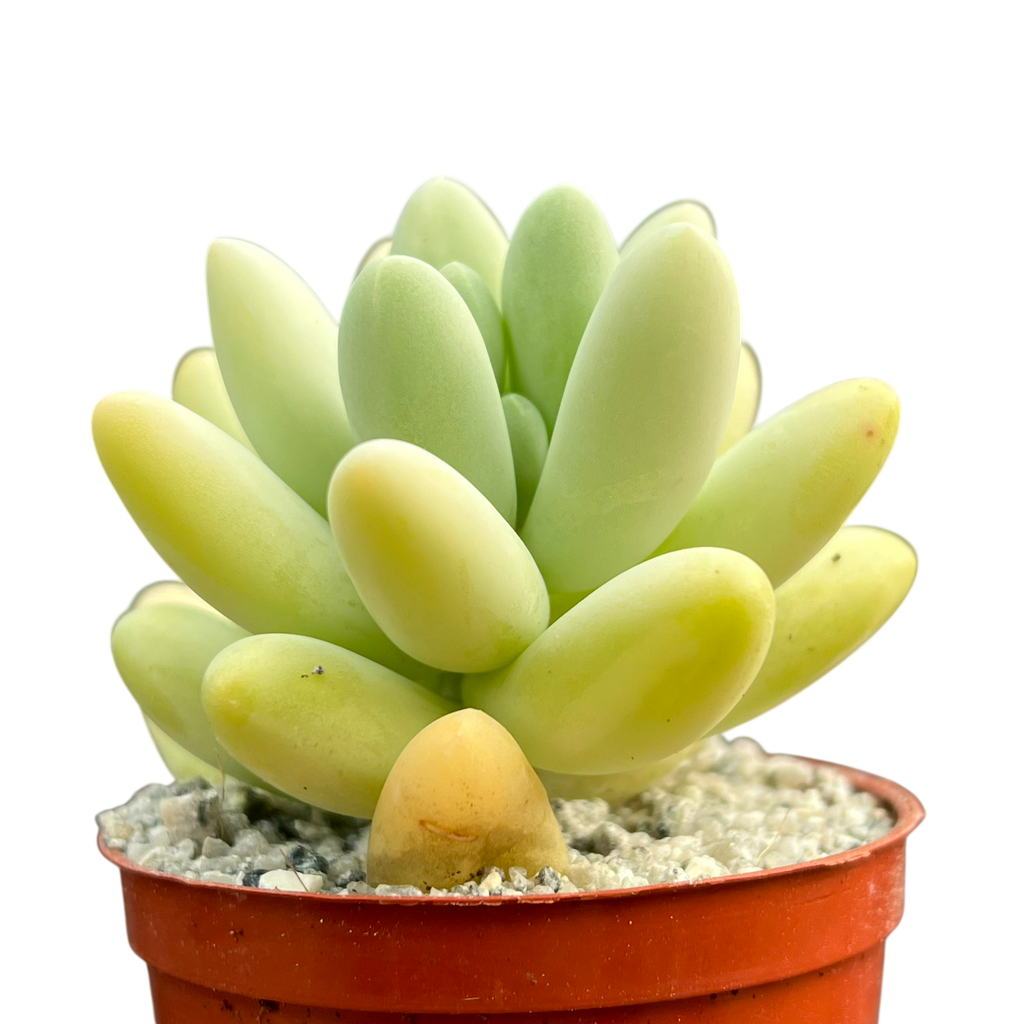 Pachyphytum oviferum x Sedum burrito