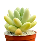 Pachyphytum oviferum x Sedum burrito