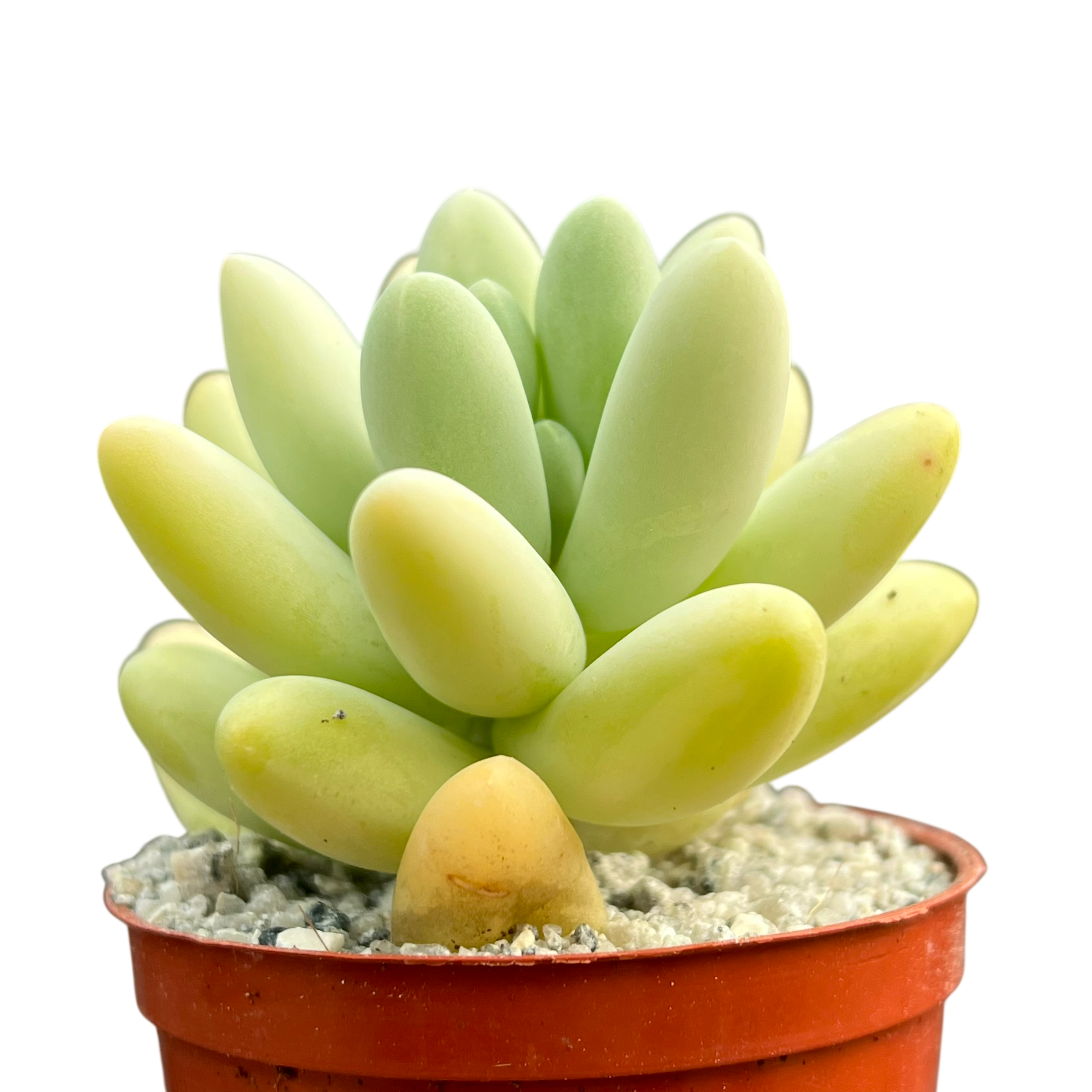 Pachyphytum oviferum x Sedum burrito