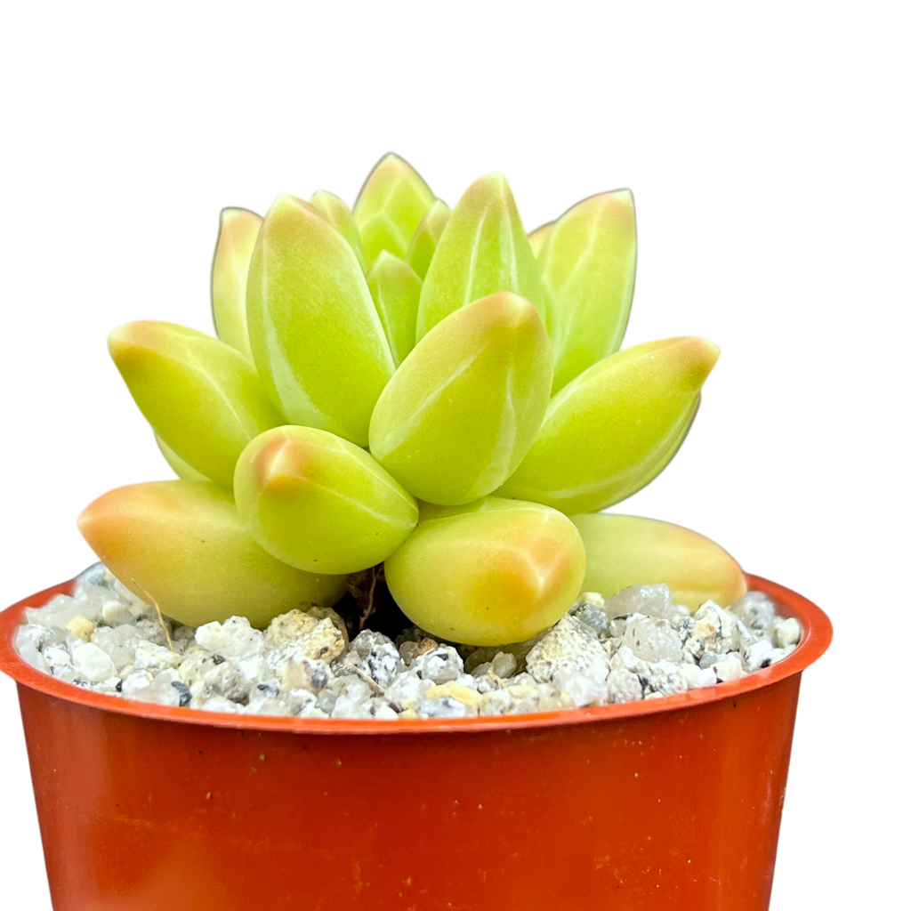 Pachyphytum compactum 'Little Jewel'