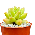 Pachyphytum compactum 'Little Jewel'