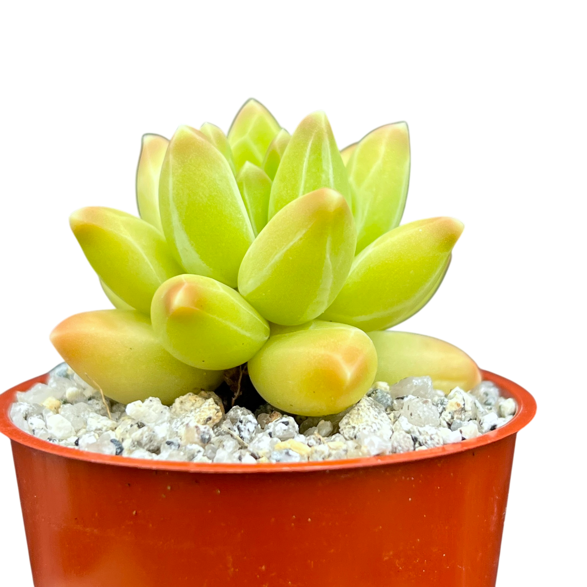 Pachyphytum compactum 'Little Jewel'