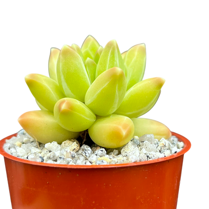 Pachyphytum compactum 'Little Jewel'