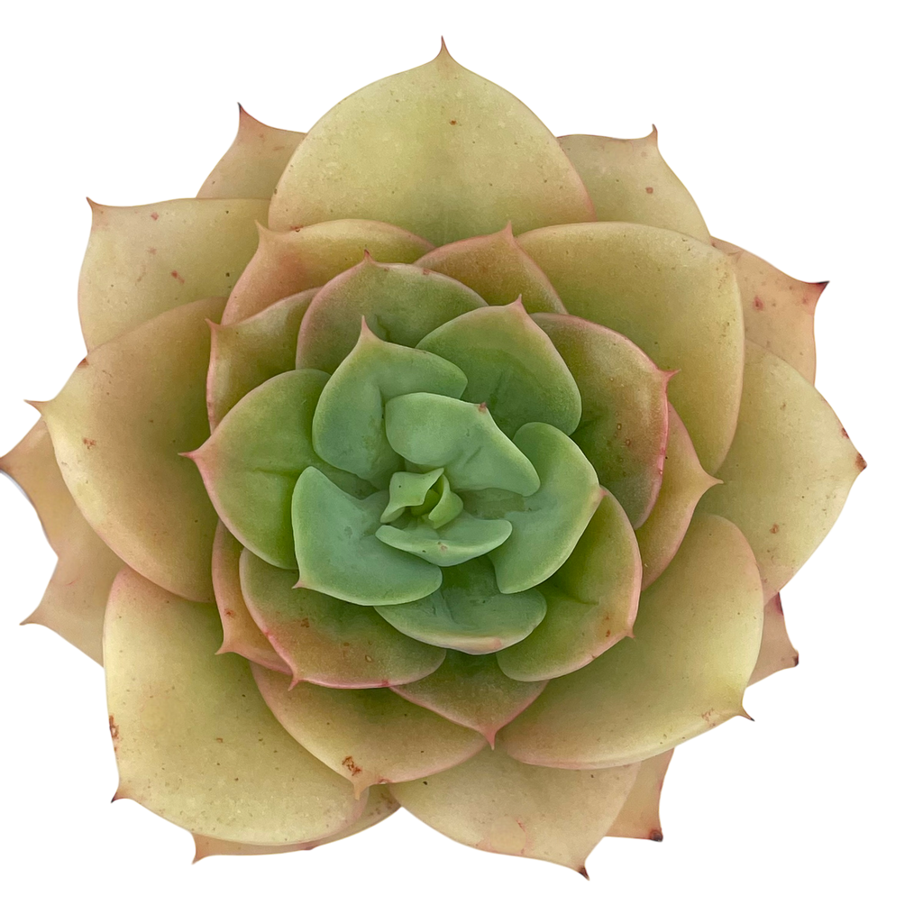 Echeveria funkii
