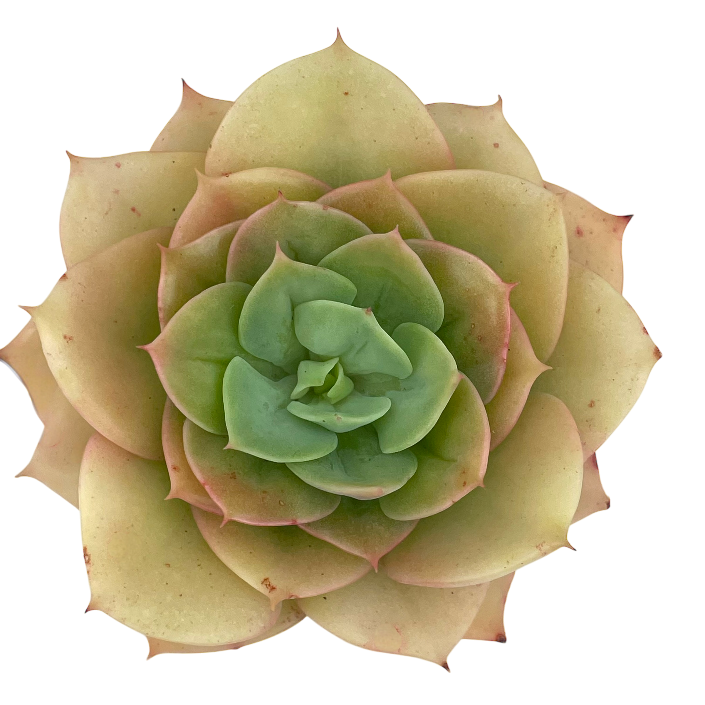 Echeveria funkii