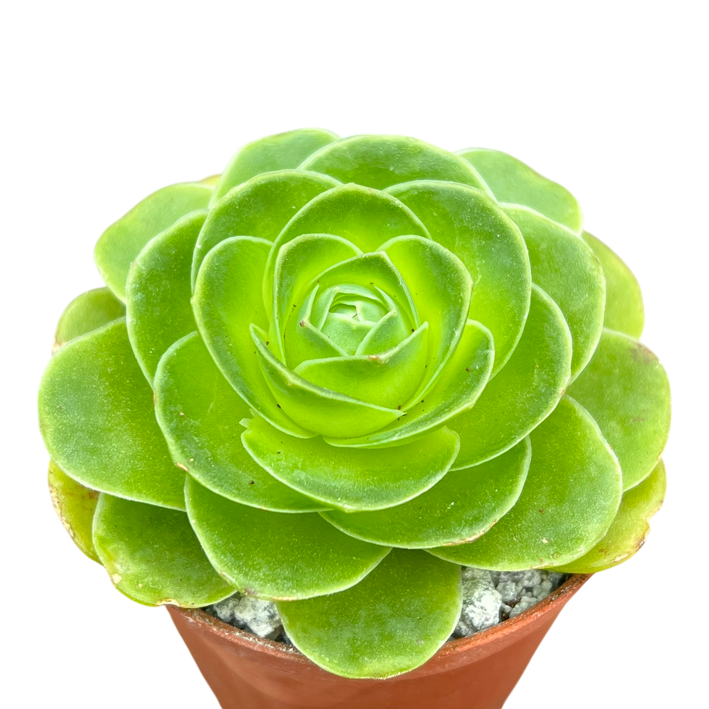 Aeonium diplocycla