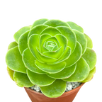 Aeonium diplocycla