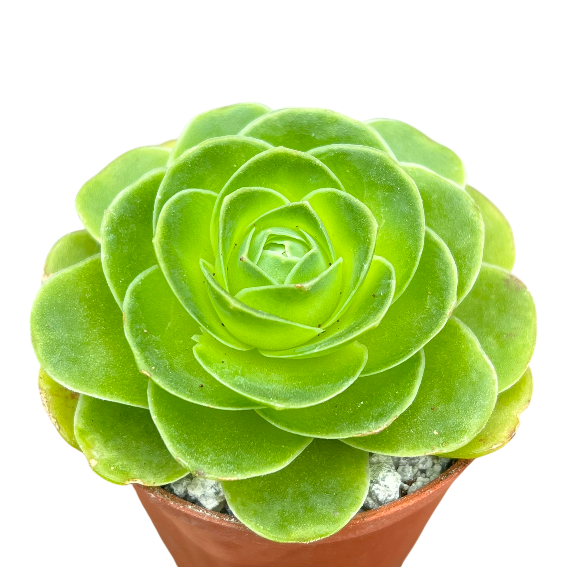 Aeonium diplocycla