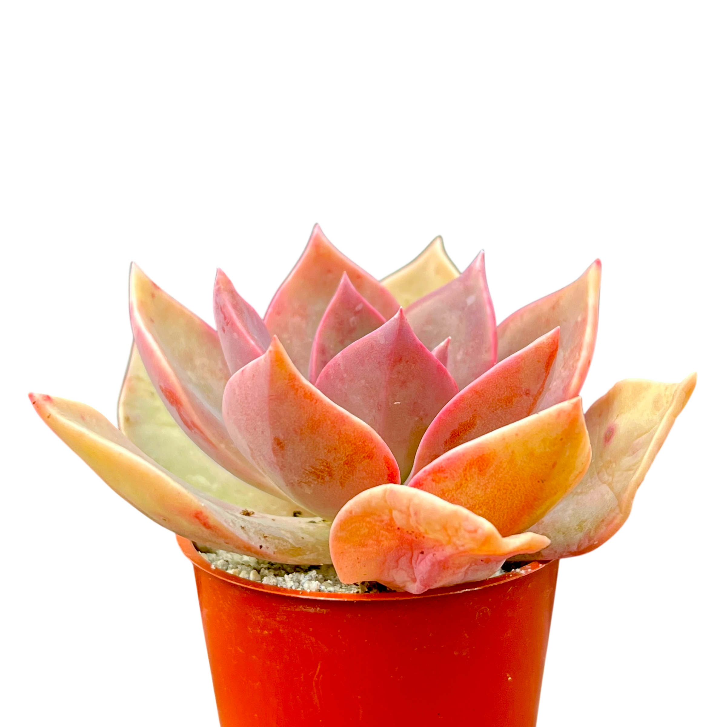 x Graptoveria 'Douglas Huth'