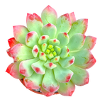 x Sedeveria 'Blue Elf'