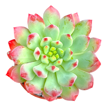 x Sedeveria 'Blue Elf'