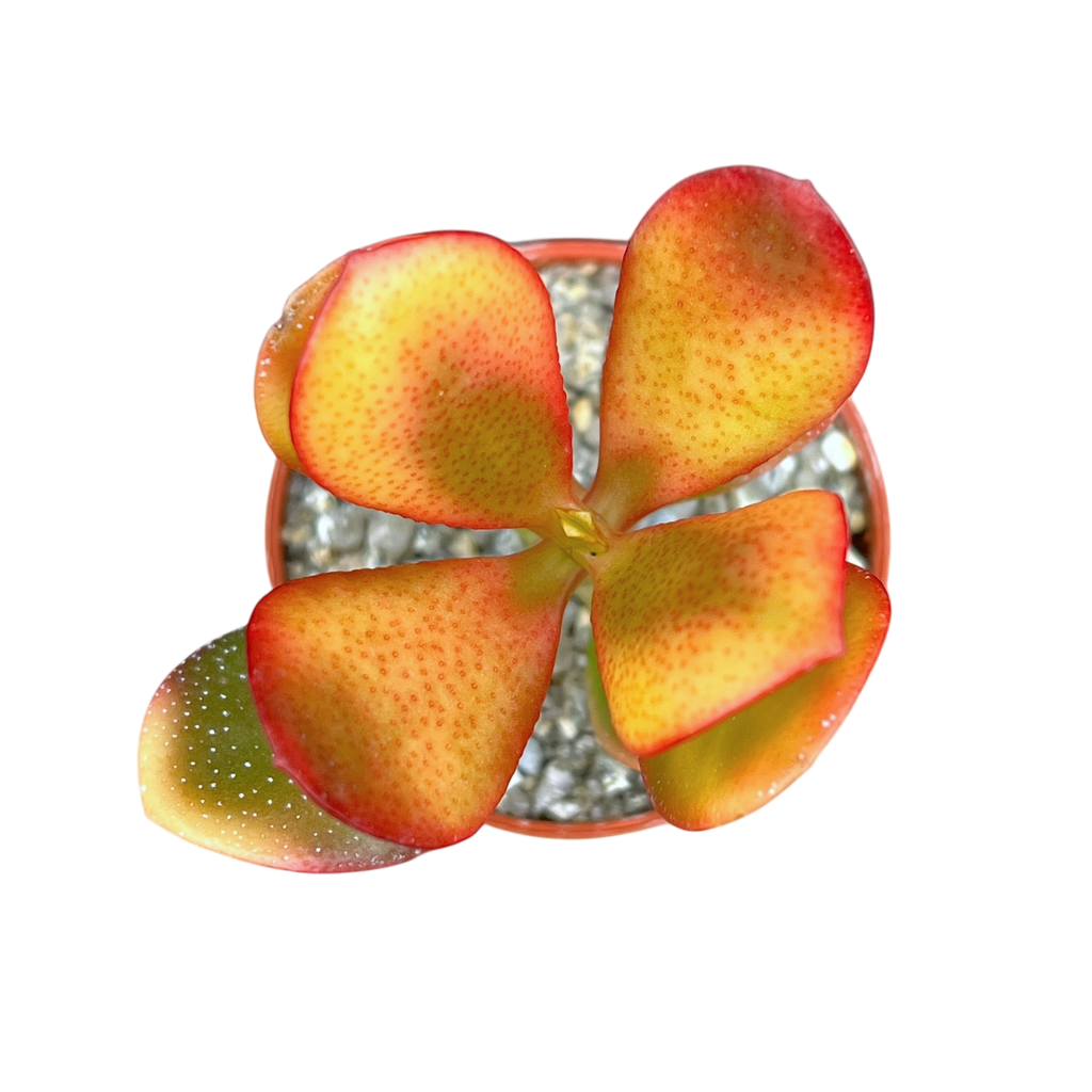 Crassula 'Hummel's Sunset'