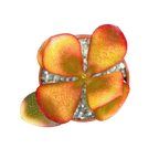 Crassula 'Hummel's Sunset'