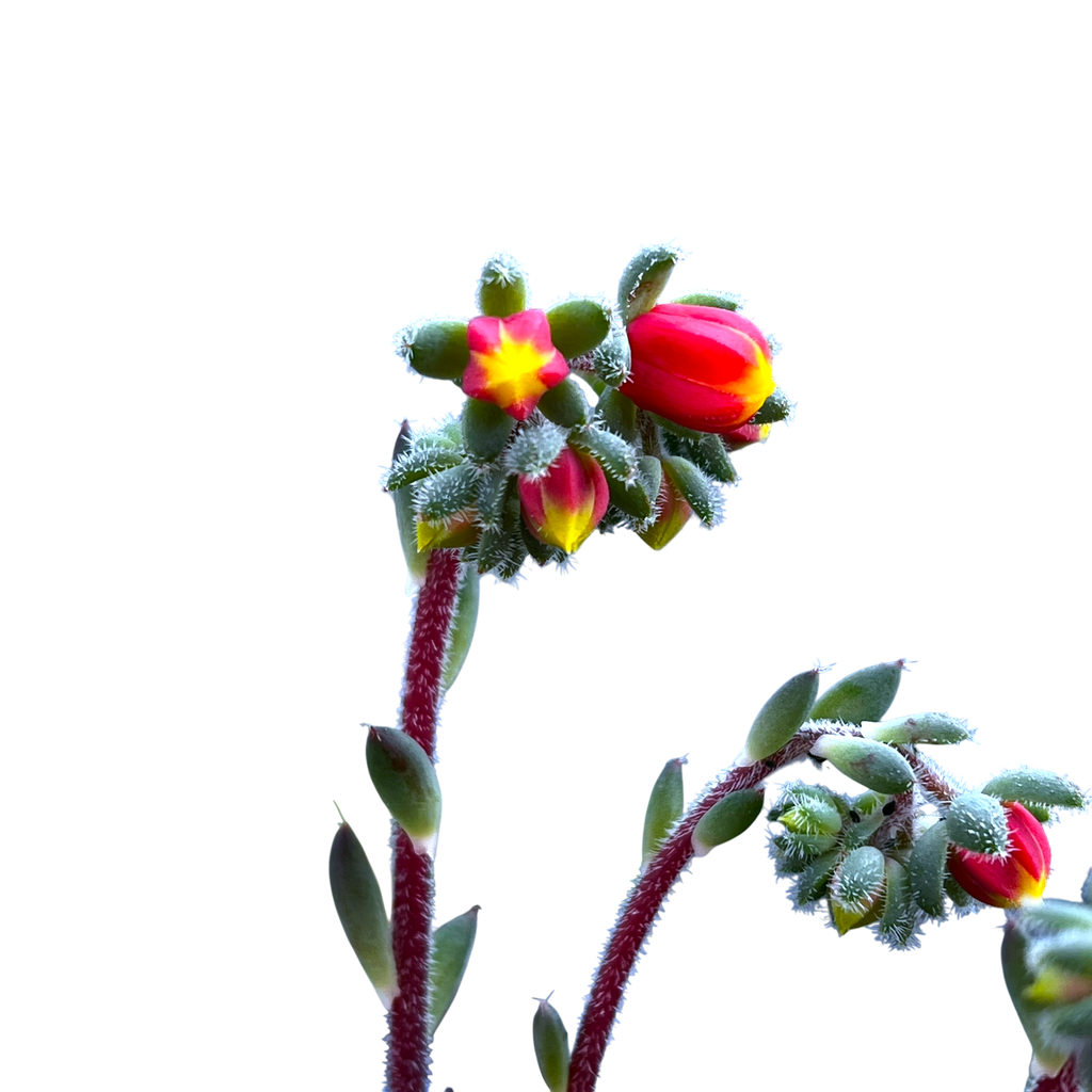 Echeveria setosa var. deminuta