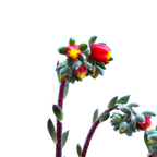 Echeveria setosa var. deminuta