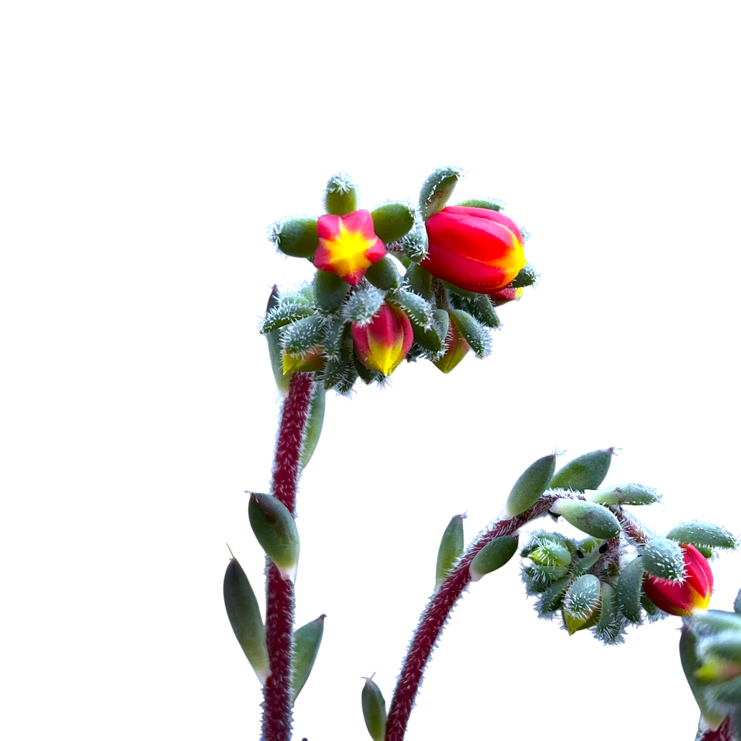 Echeveria setosa var. deminuta