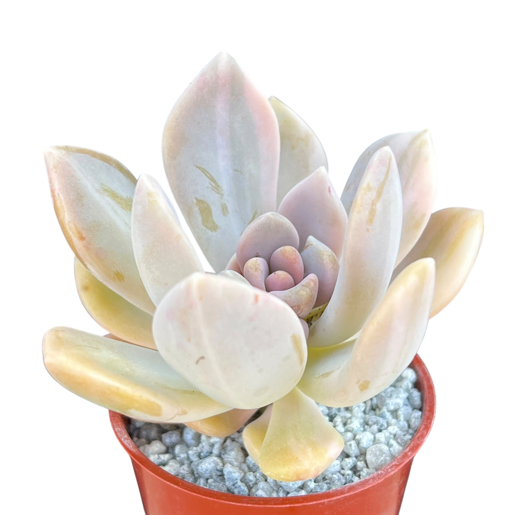 x Graptophytum 'Supreme' variegata