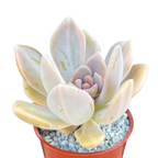 x Graptophytum 'Supreme' variegata