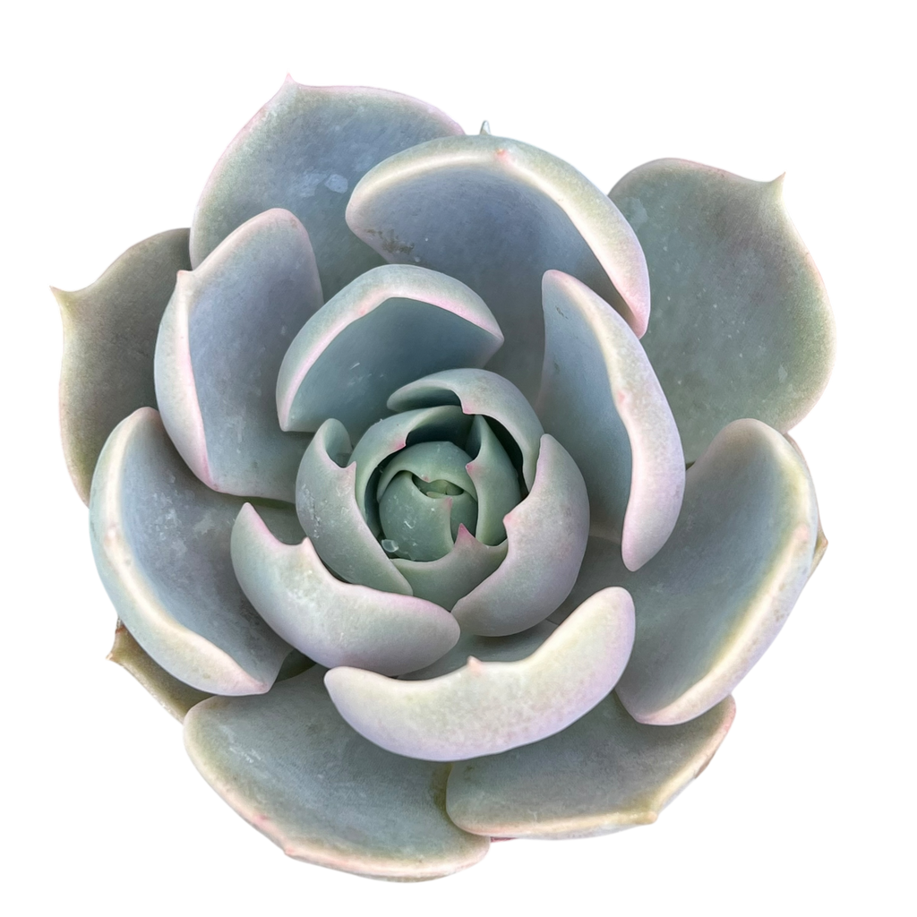 Echeveria 'Holy Gate'