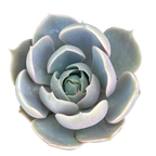 Echeveria 'Holy Gate'